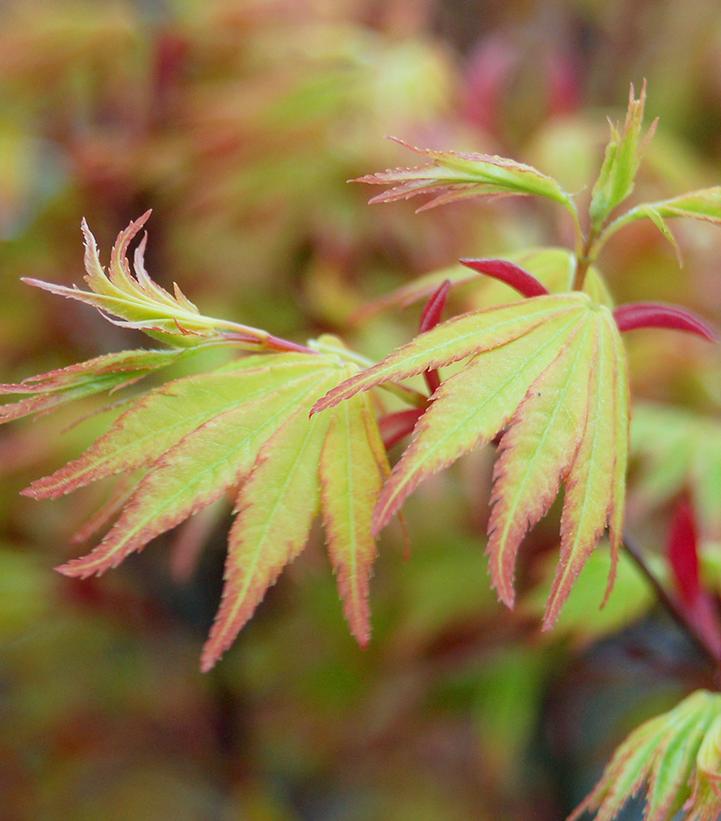 Acer palmatum 'Orange Dream'