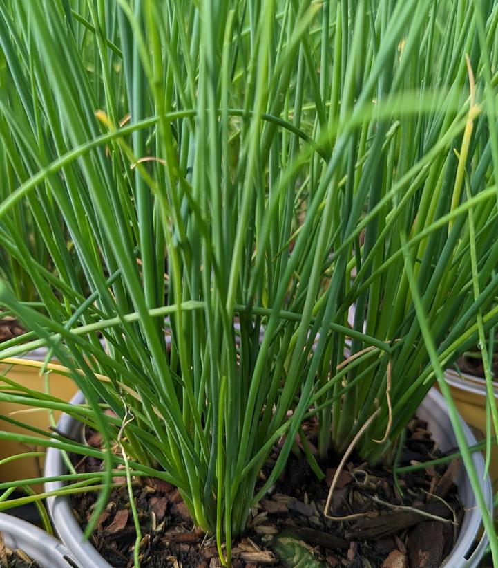 Allium schoenoprasum 'Staro'