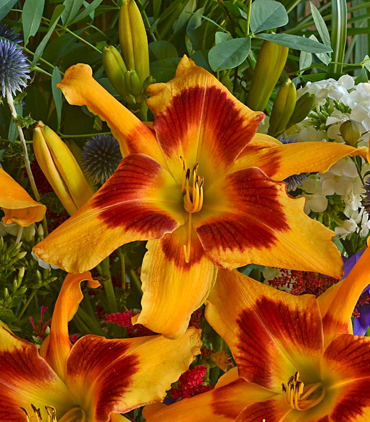 Hemerocallis hybrid Rainbow Rhythm® Rainbow Rhythm® Tiger Swirl