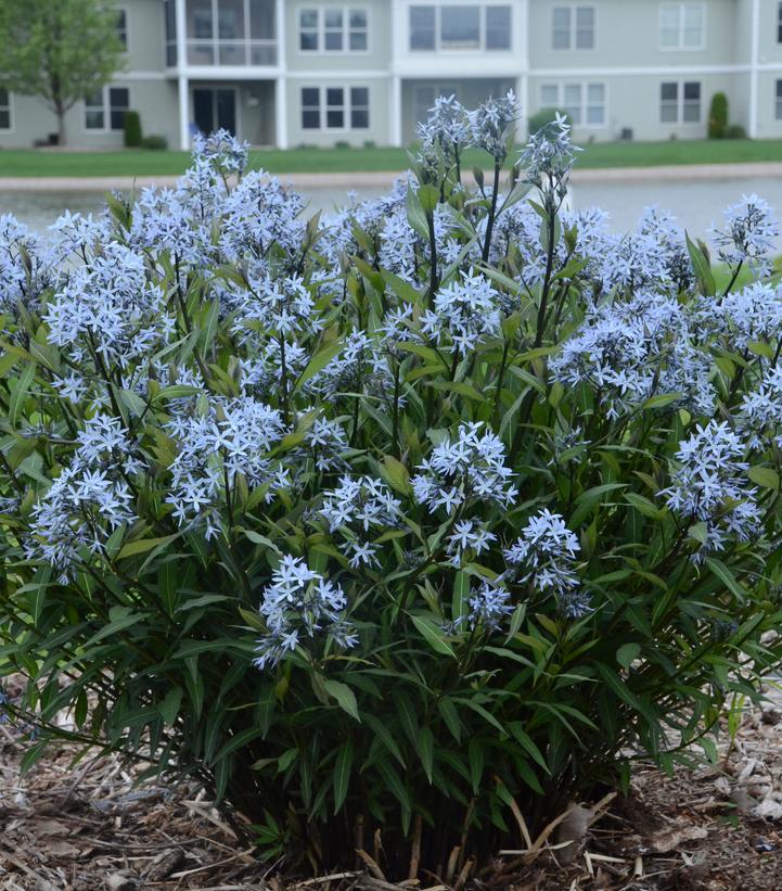 Amsonia tabernaemontana 'Storm Cloud'