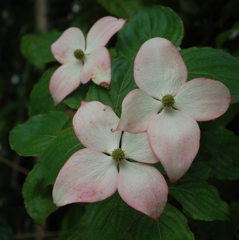 Cornus kousa Satomi