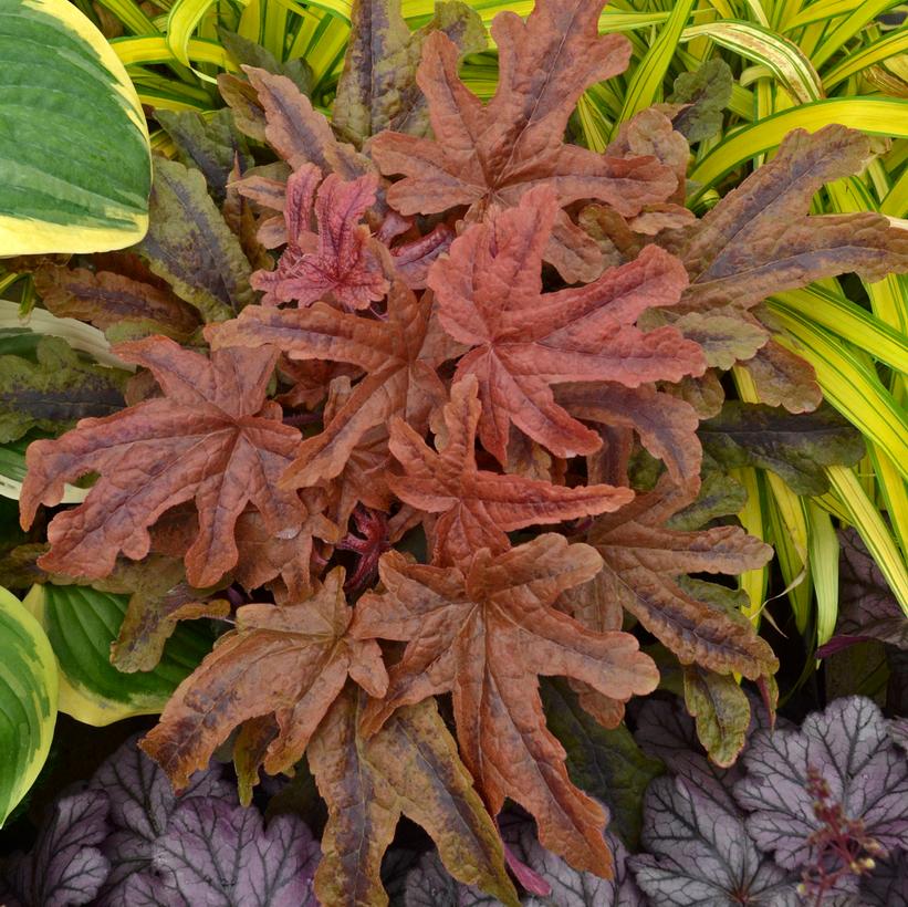 Heucherella hybrid Fun and Games® Fun and Games® Red Rover