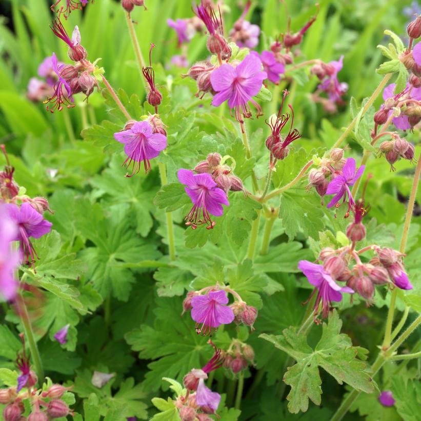 Geranium macrorrhizum 'Bevan's Variety'