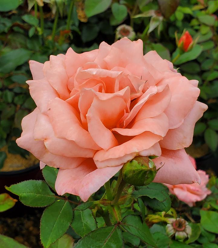 Rosa Easy Elegance® Sweet Fragrance