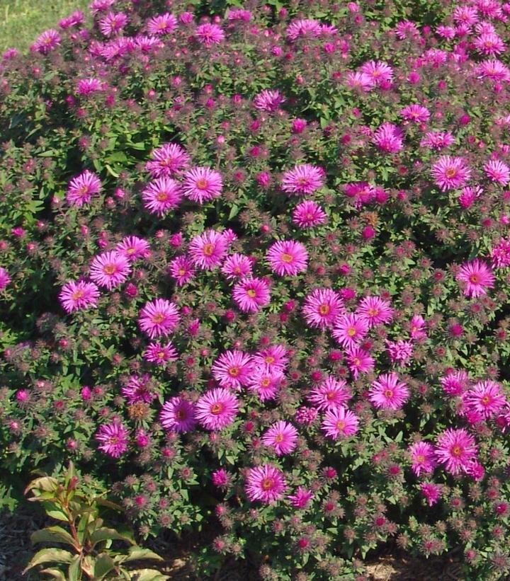 Aster novae-angliae 'Vibrant Dome'