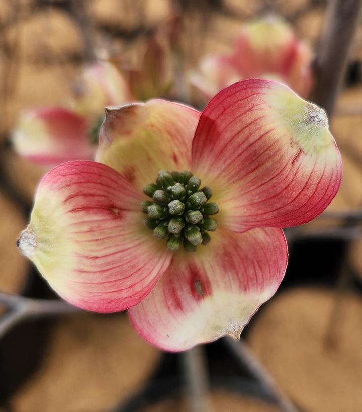 Cornus florida Cherokee Brave™