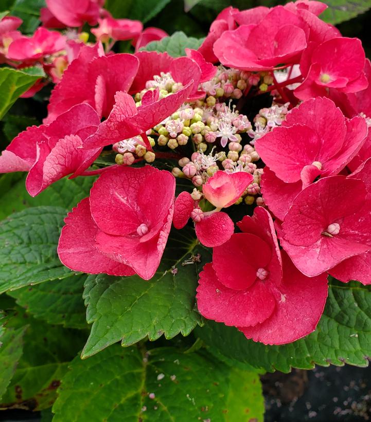 Hydrangea macrophylla Cherry Explosion™