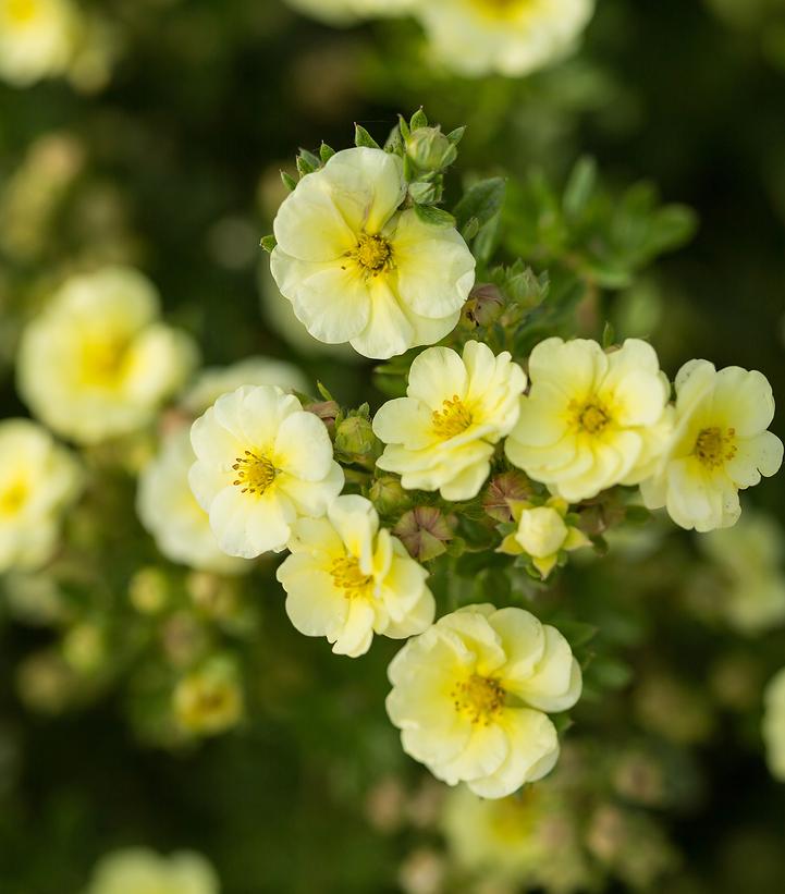 Potentilla fruticosa Lemon Meringue™