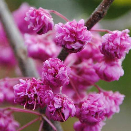 Cercis canadensis 'Pink Pom Poms'