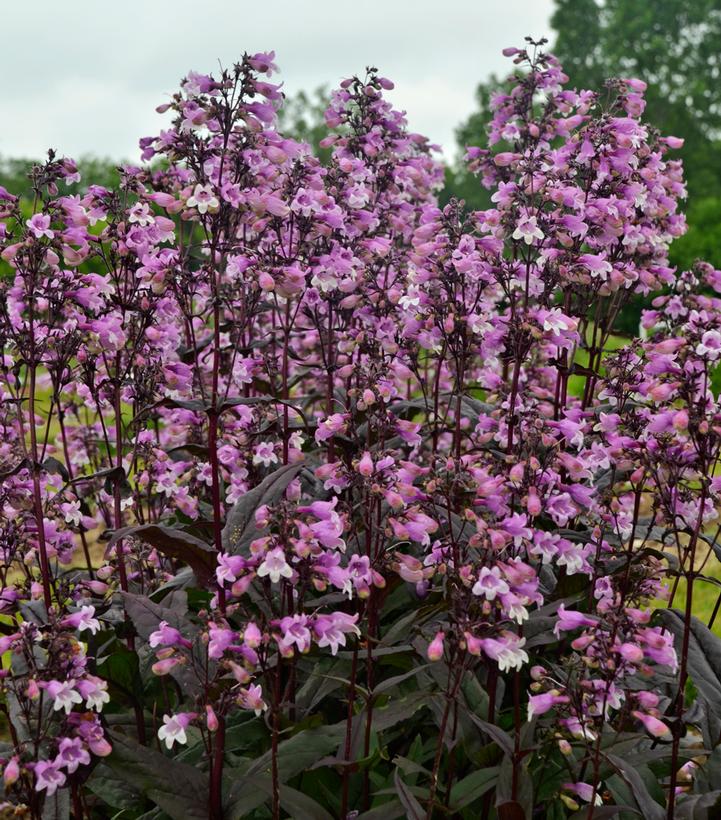 Penstemon hybrid 'Midnight Masquerade'