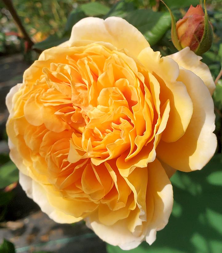 Rosa Crown Princess Margareta®