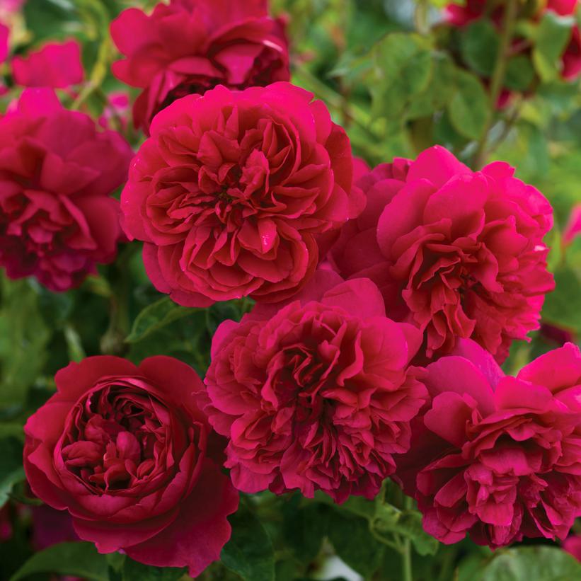 Rosa Thomas A Beckett