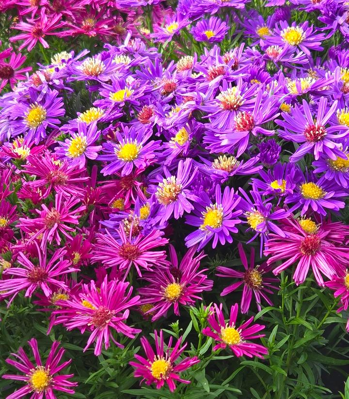 Aster x Medley Mix