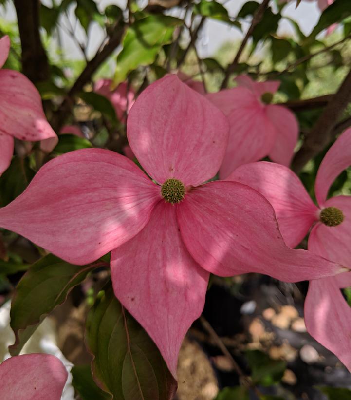 Cornus kousa Scarlet Fire®