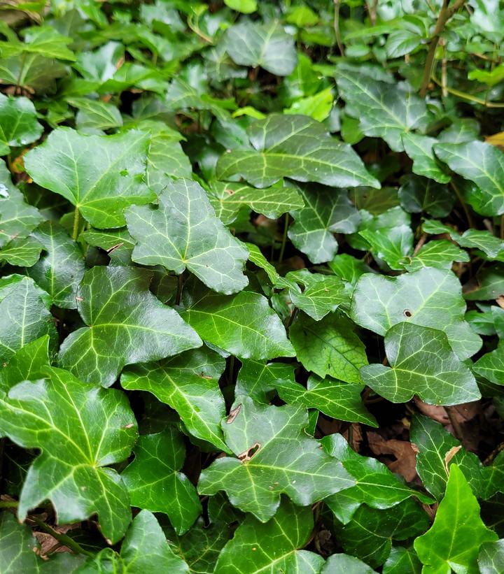 Hedera helix 