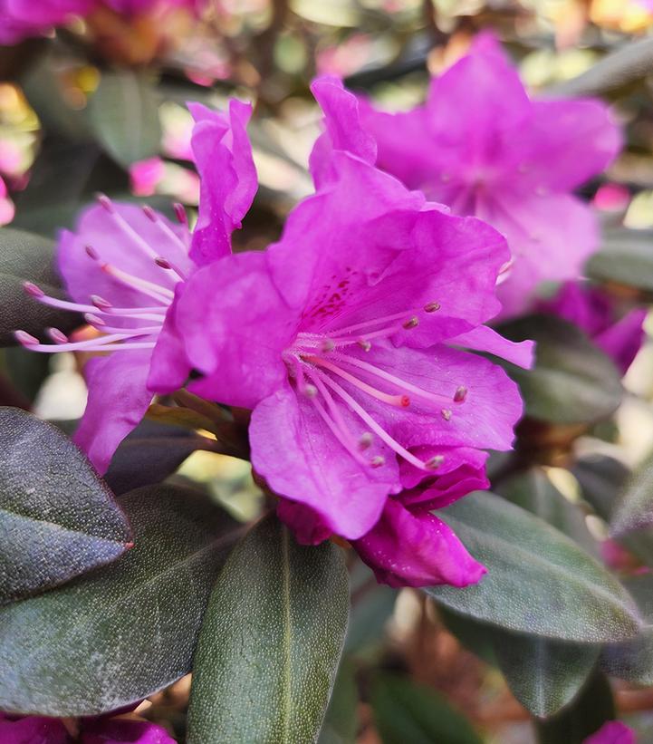 Rhododendron x PJM