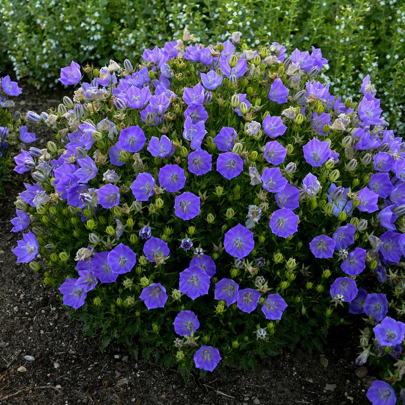 Campanula carpatica 'Rapido Blue'