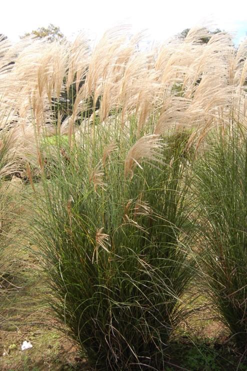 Miscanthus sinensis Scout™