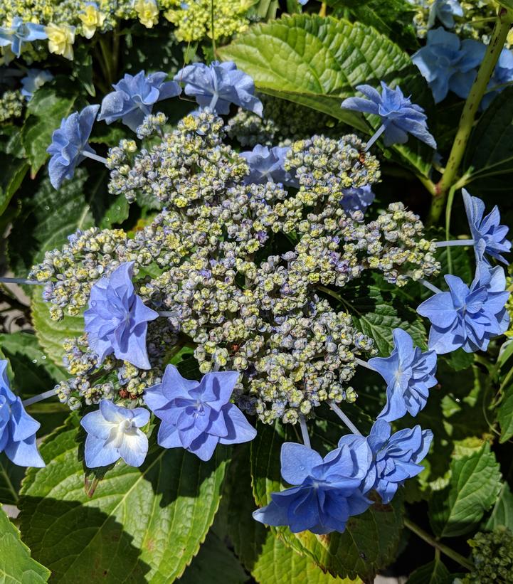 Hydrangea macrophylla Felicity