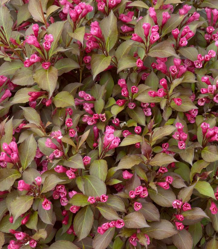 Weigela florida Shining Sensation™