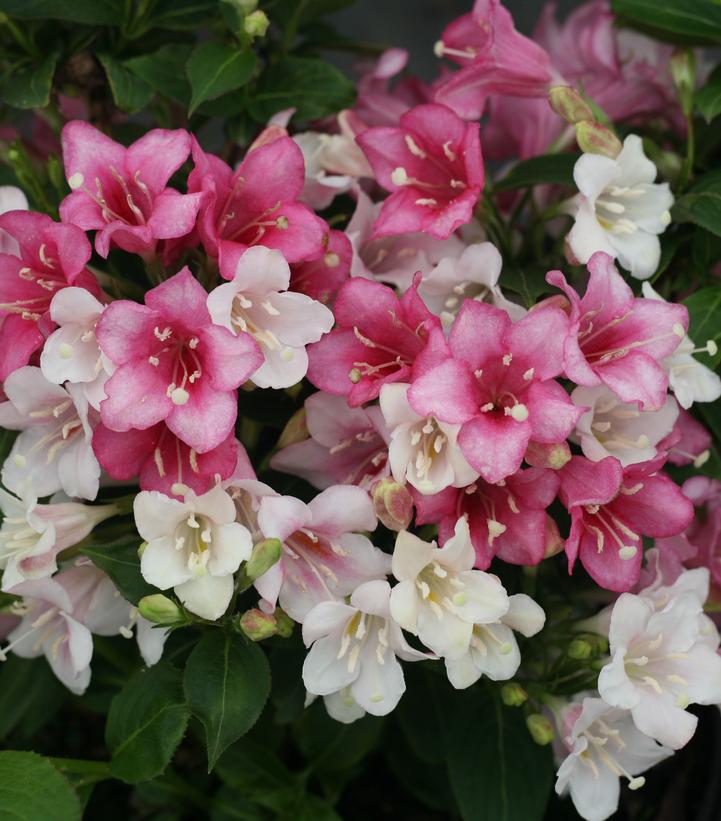 Weigela florida Czechmark Trilogy®