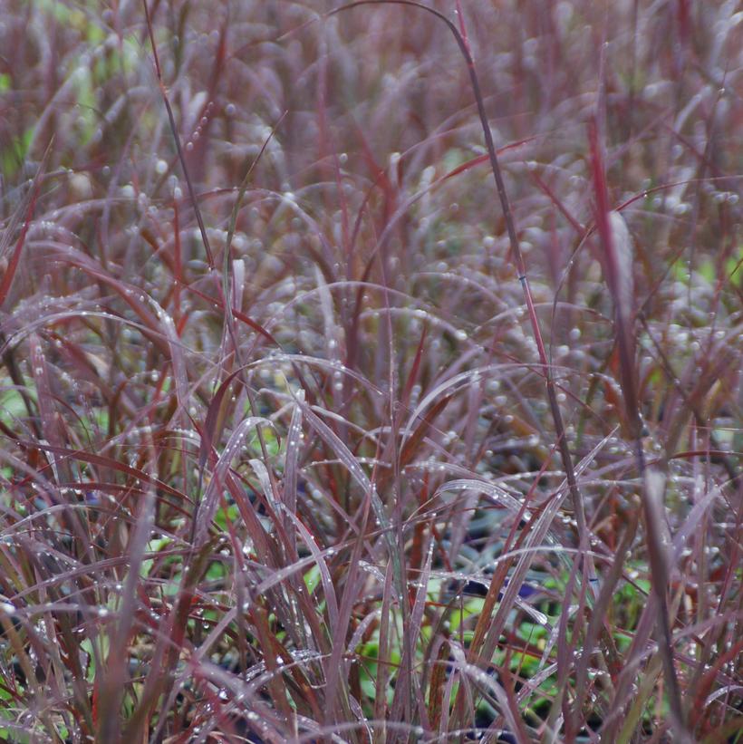 Andropogon gerardii 'Blackhawks'