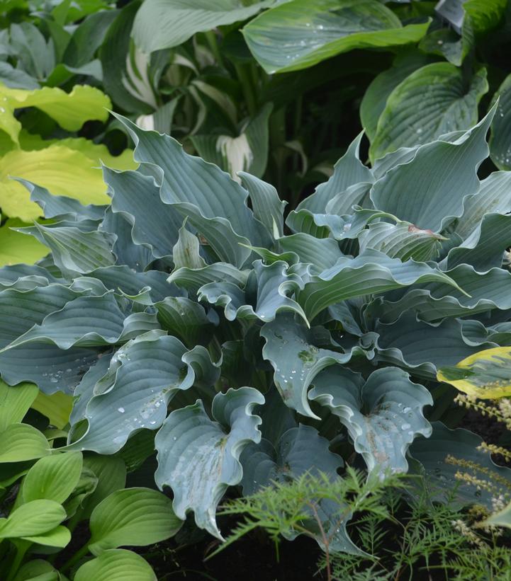 Hosta hybrid Shadowland® Shadowland® Waterslide