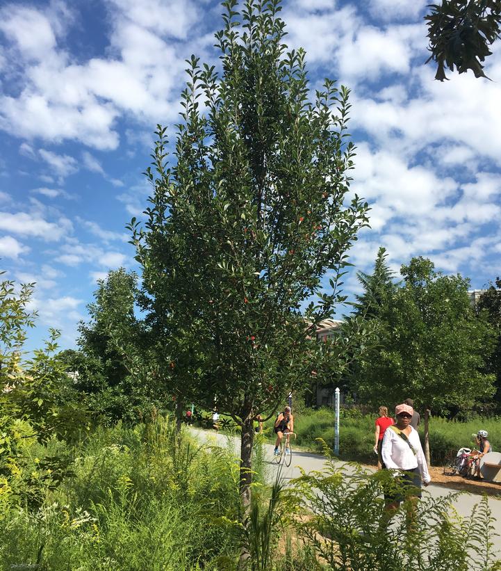 Nyssa sylvatica Green Gable™