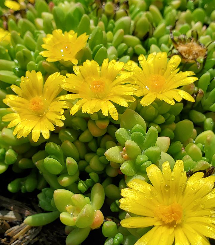 Delosperma nubigenum 