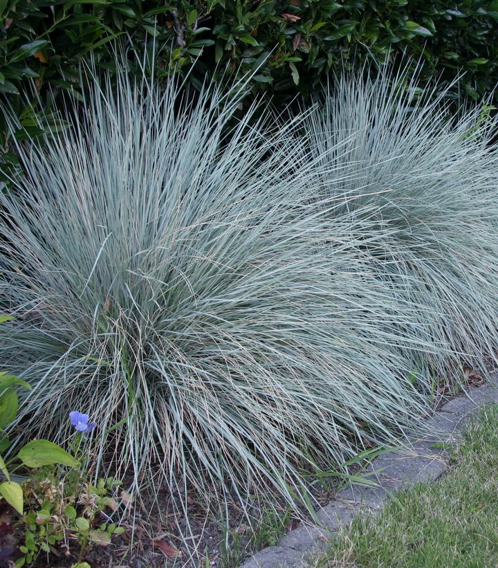 Helictotrichon semp. Sapphire