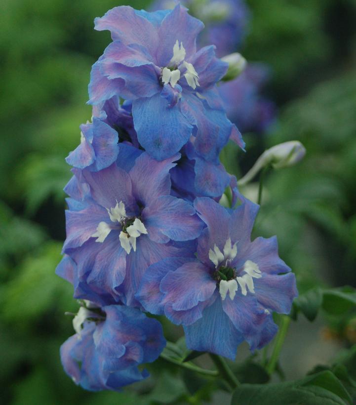 Delphinium Guardian Blue