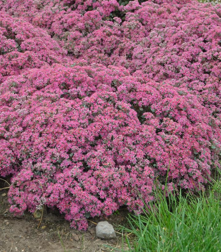 Sedum hybrid Rock 'N Grow® Rock 'N Grow® Popstar