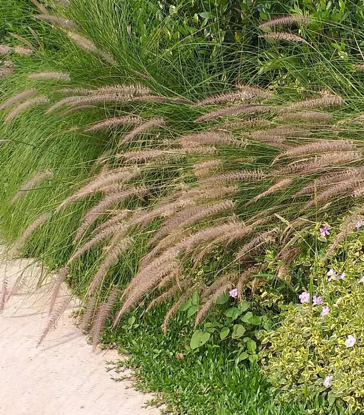 Pennisetum alopcuroides 