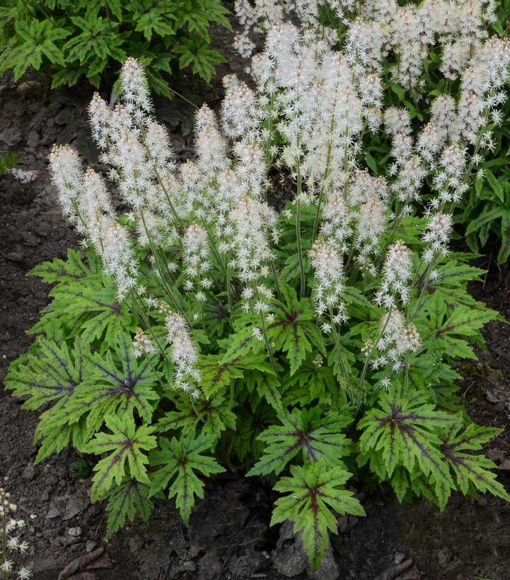 Tiarella hybrid Cutting Edge