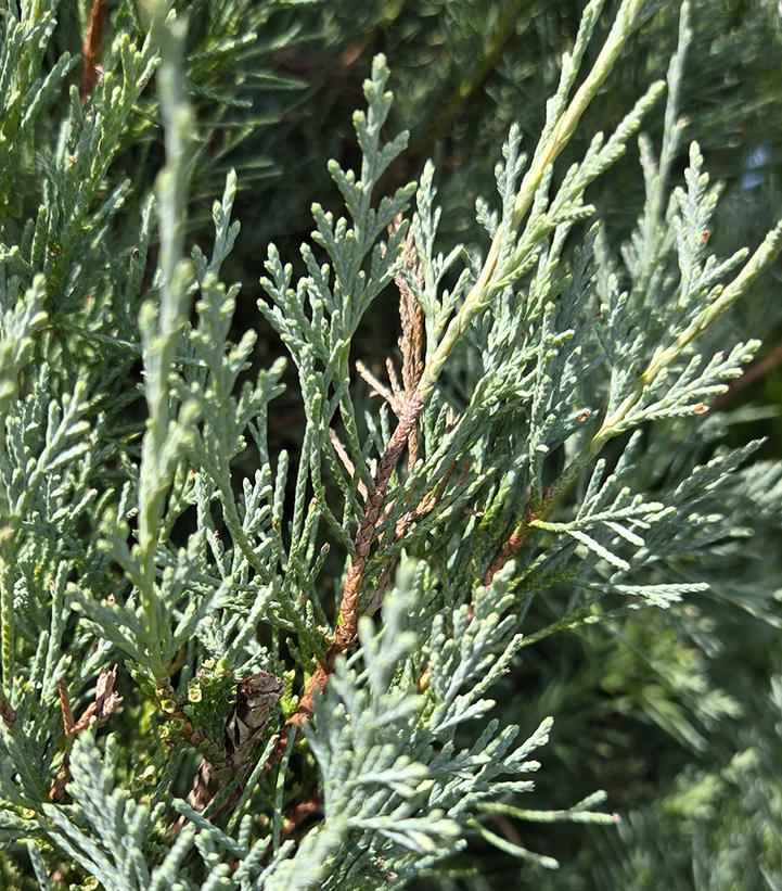 Juniperus scopulorum Wichita Blue