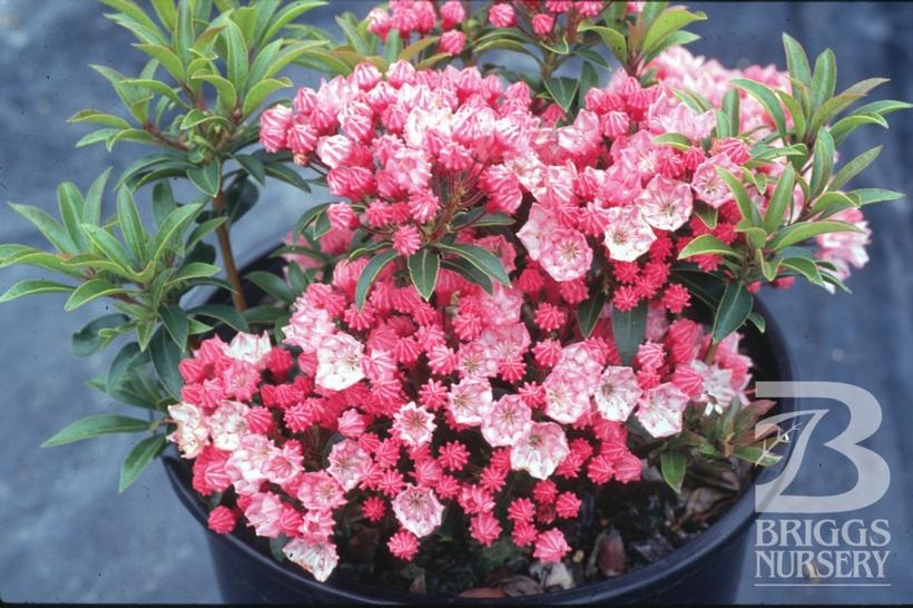 Kalmia lat. 'Tiddlywinks'