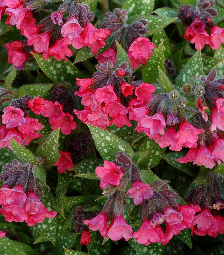 Pulmonaria 'Shrimps on the Barbie'