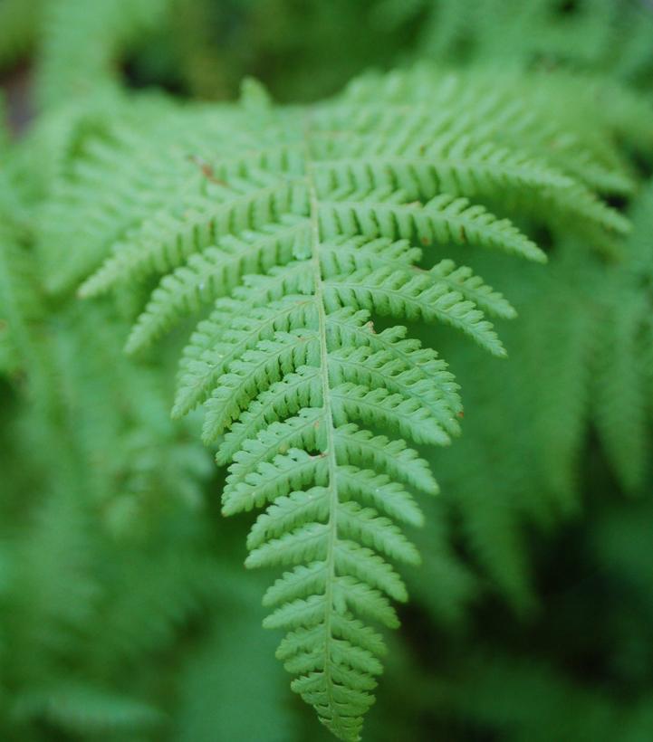 Dennstaedtia punctilobula 