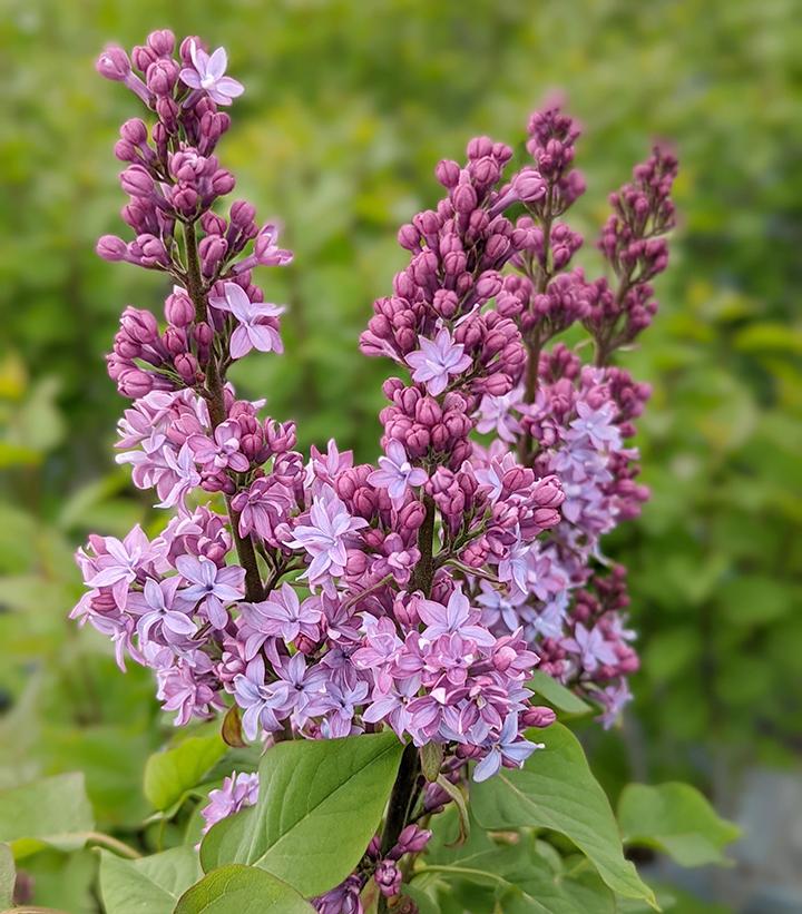 Syringa Virtual Violet®