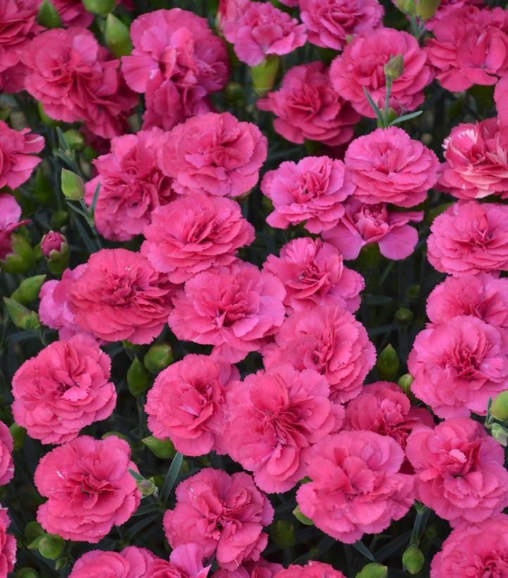 Dianthus x PRETTY POPPERS® 'Double Bubble'