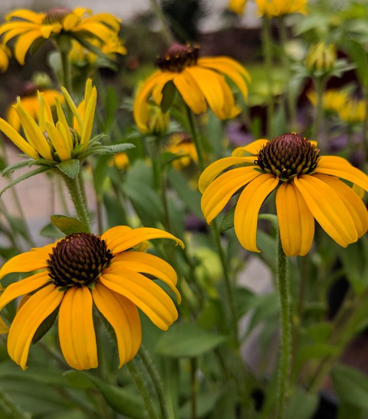 Rudbeckia 'American Gold Rush'