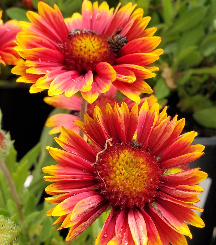 Gaillardia Spintop Orange Halo