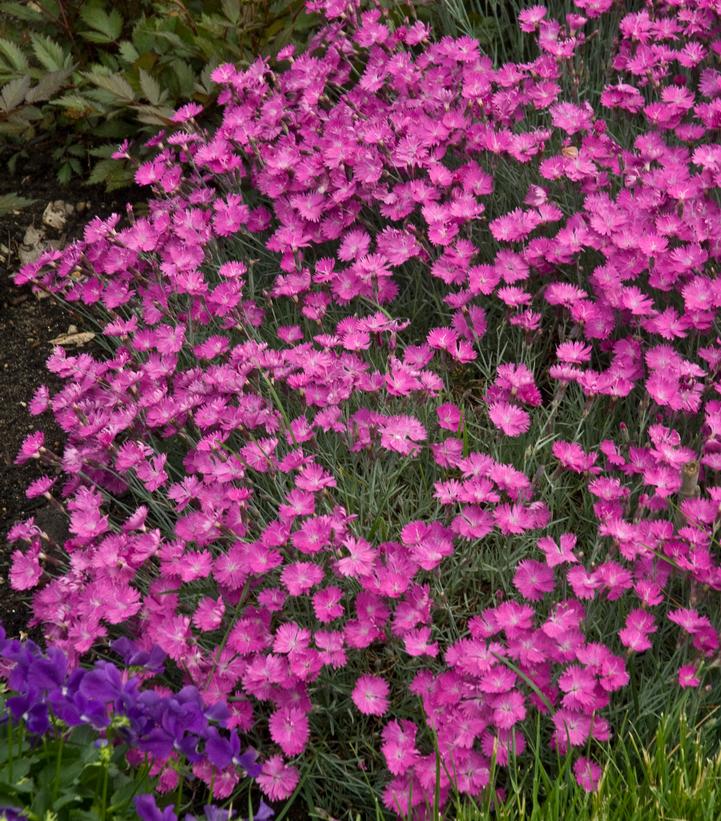 Dianthus Firewitch