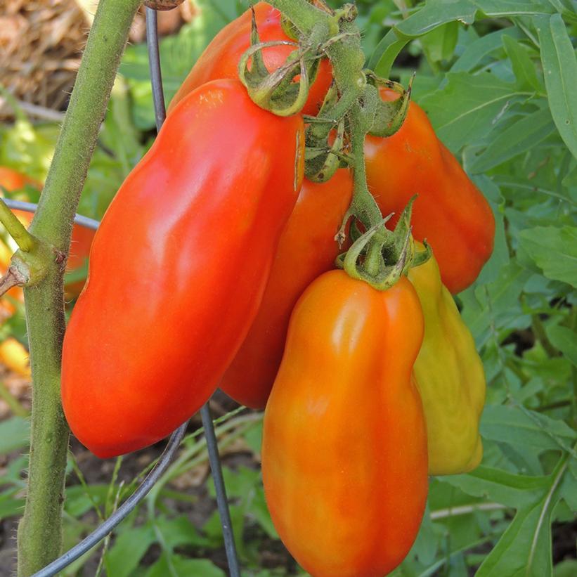 Tomato 'Mariana'