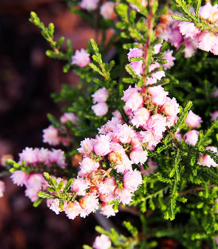 Calluna vulgaris 'H.E. Beale'