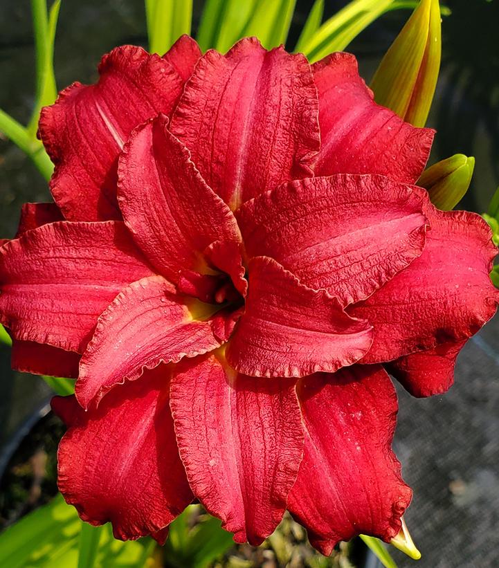 Hemerocallis 'Double Pardon Me'