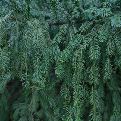 Cephalotaxus harringtonia var. 'Drupacea'