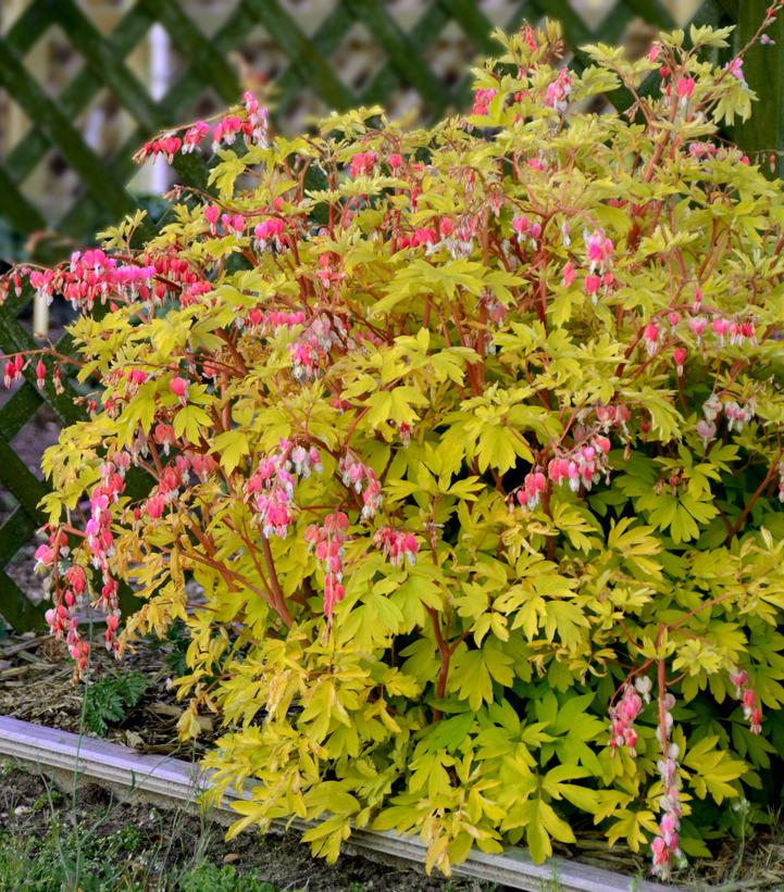 Dicentra spectabilis 'Gold Heart'