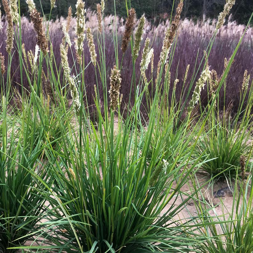 Sesleria Autumnalis Autumn Moor Grass From Dietrich Gardens