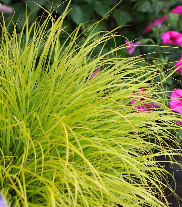 Pennisetum alopecuroides Lumen Gold™